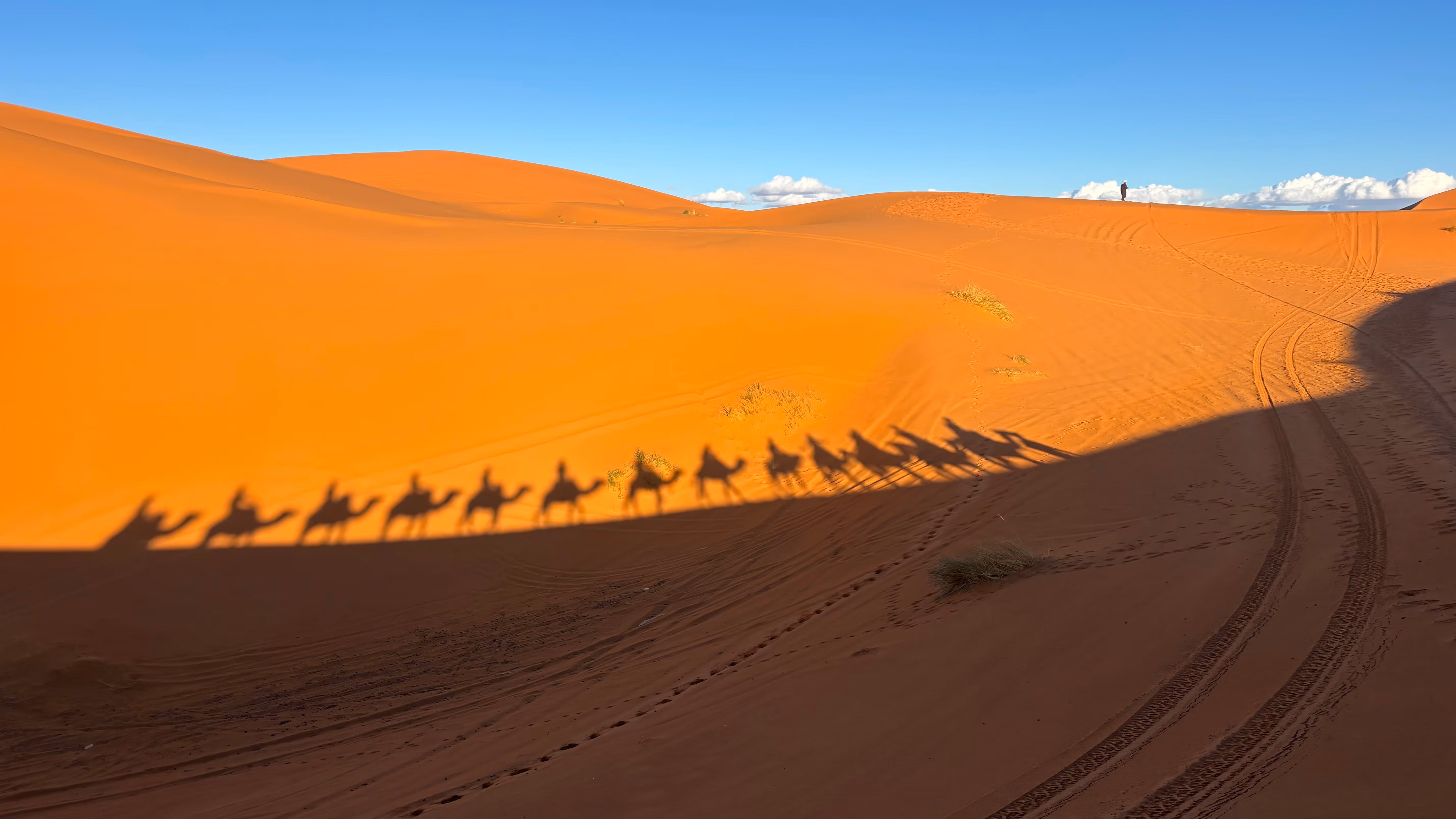 Schatten der Kamele in den Dünen