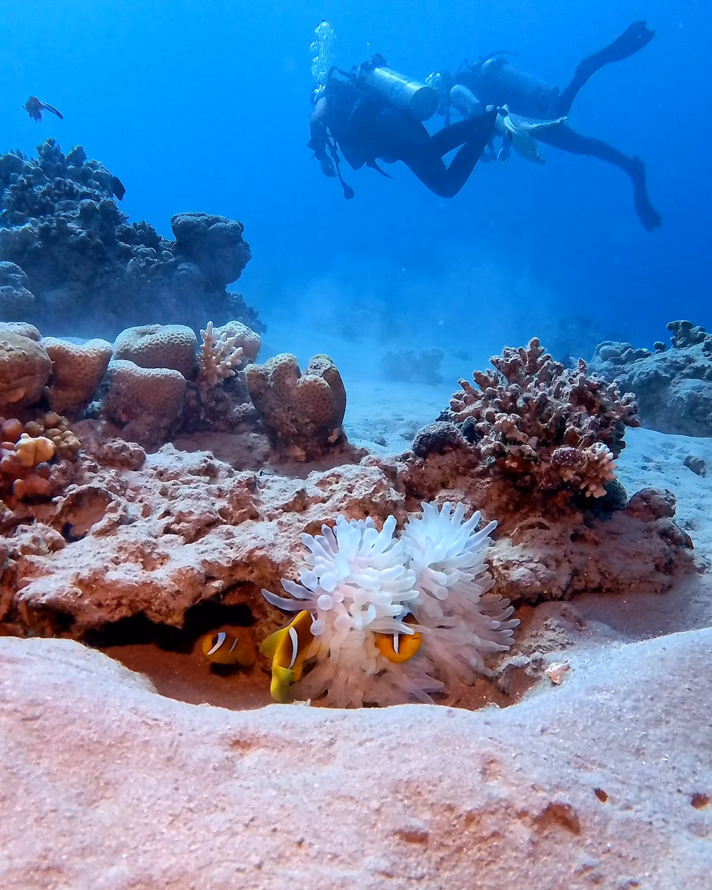 Clownfische beim ersten Fun Dive
