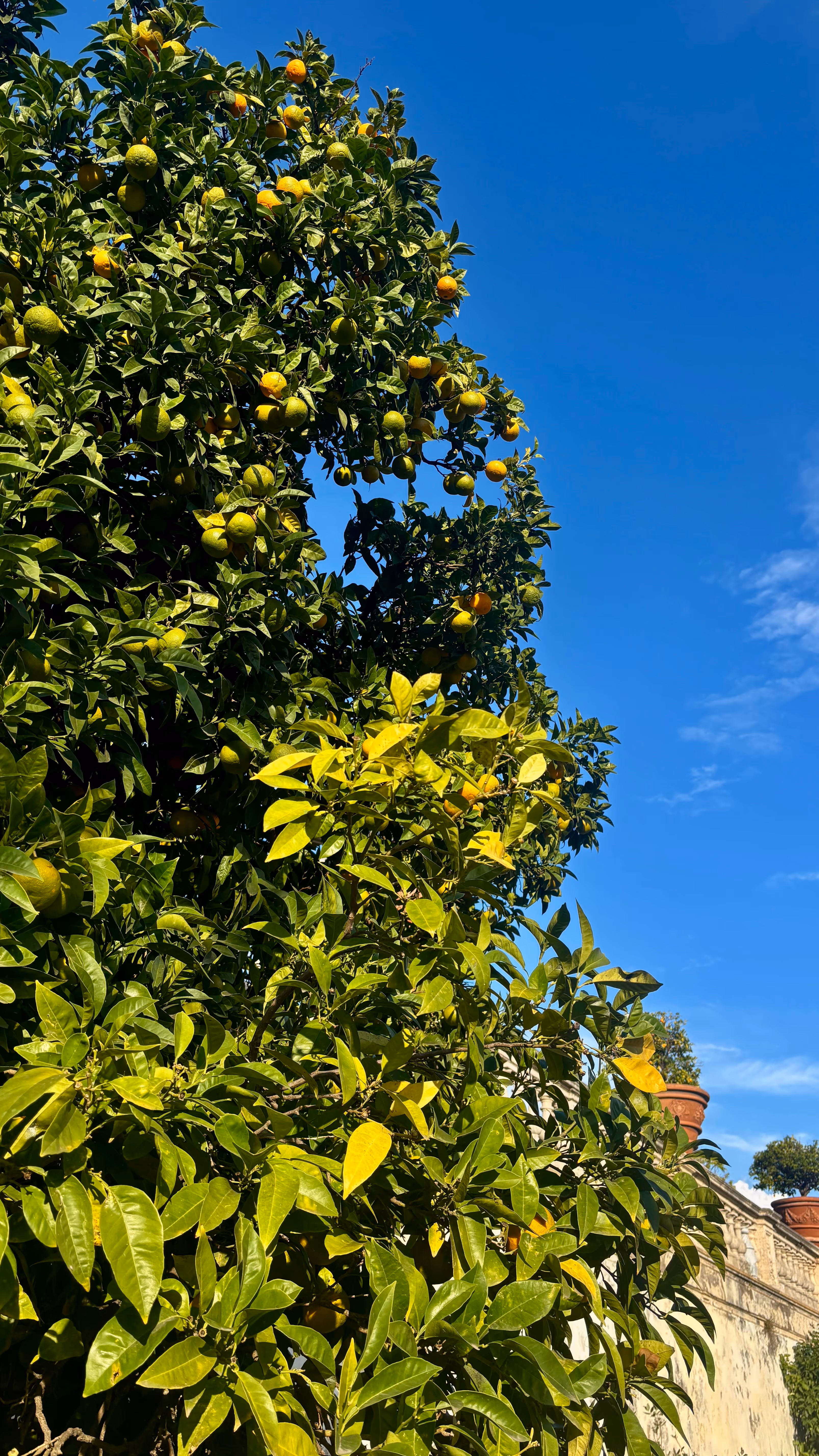 Orangenbäume im Park der Villa Doria Pamphilj