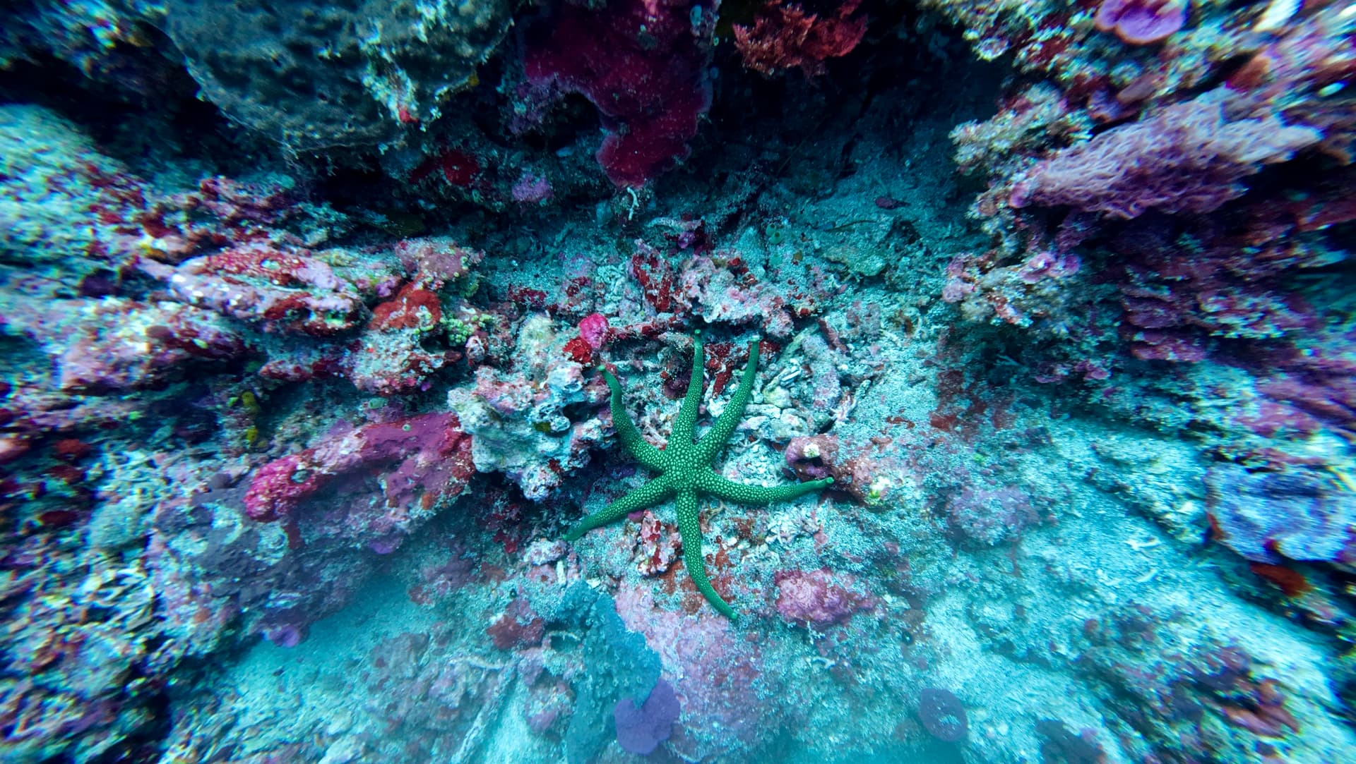 Seestern in Nusa Penida