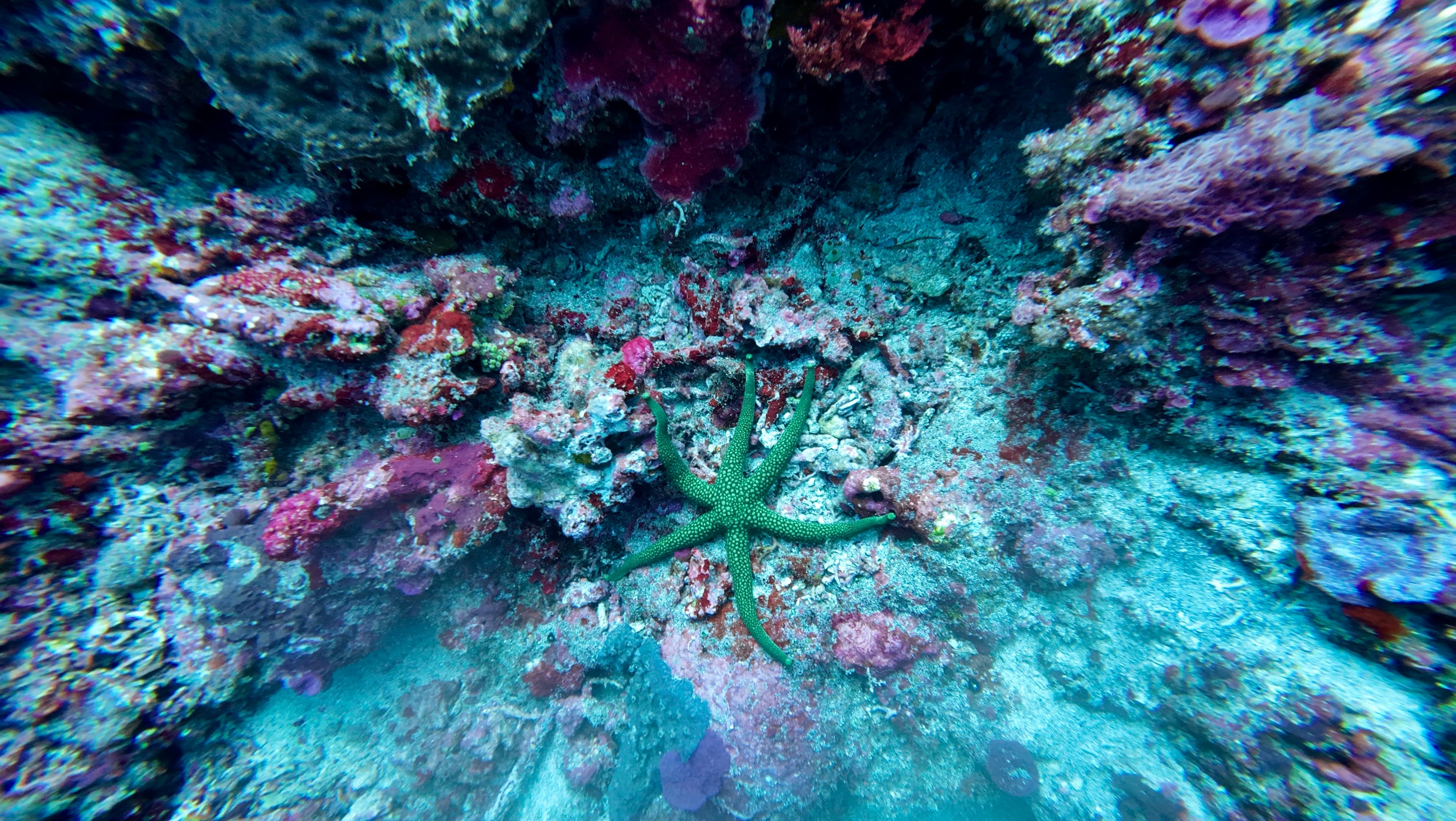 Seestern in Nusa Penida