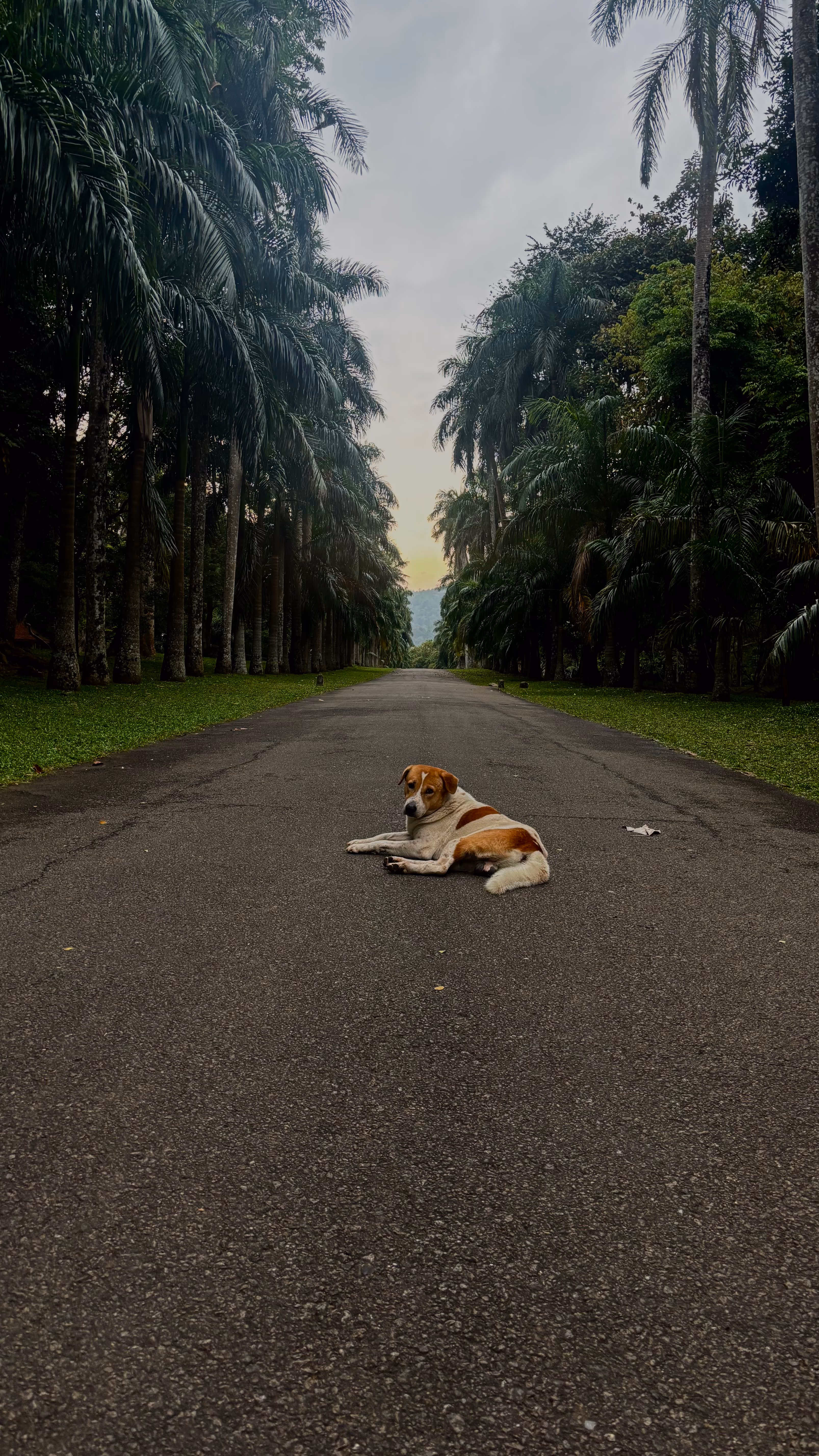 Botanischer Garten Peradeniya in Kandy