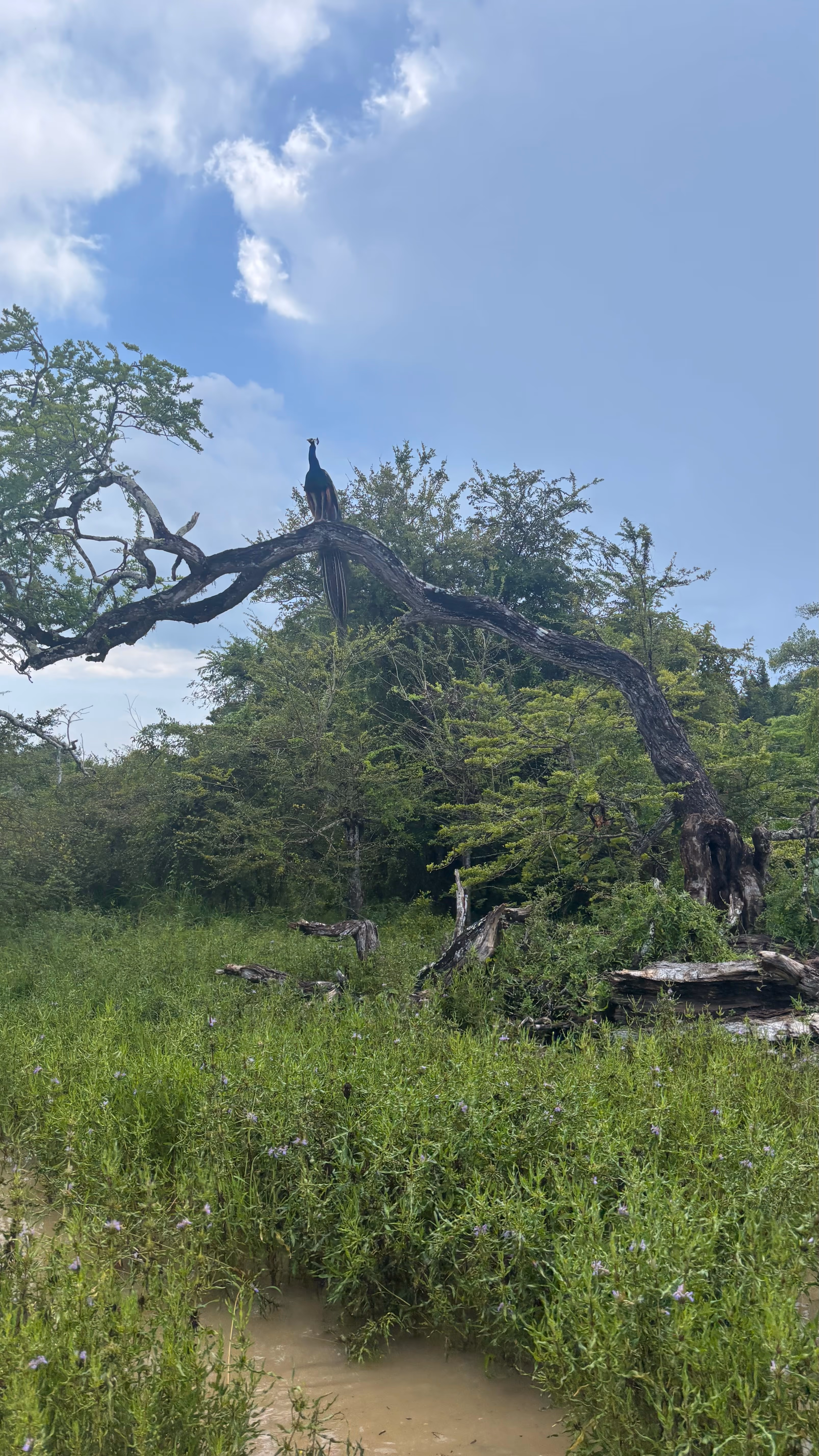 Yala-Nationalpark