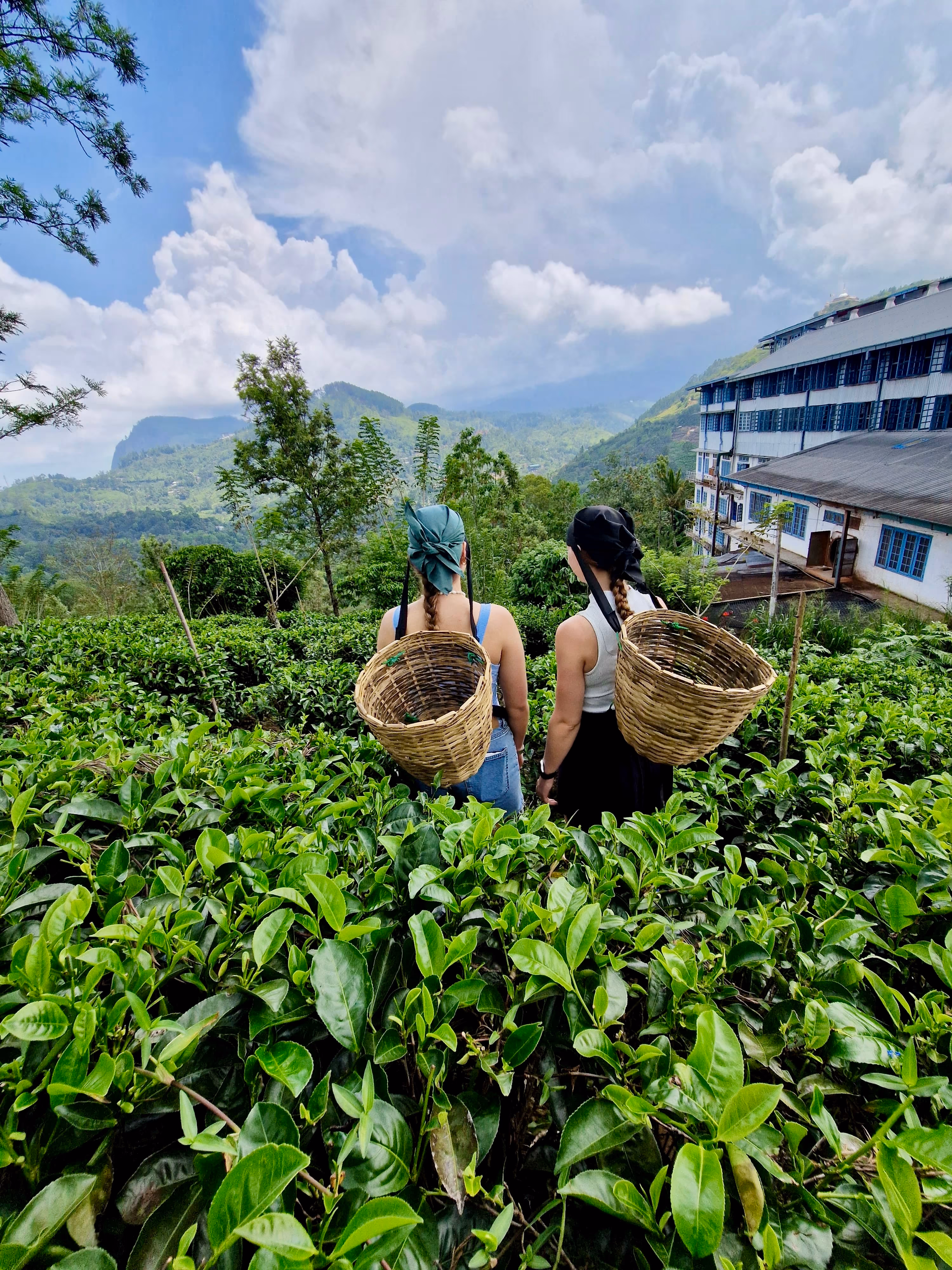 Teepflücken auf der Teeplantage
